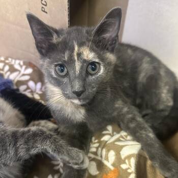 Violet -  Domestic Short Hair Cat for Adoption in Wantagh, New York - Violet | PetCurious