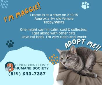 Domestic Short Hair Cats Available for Adoption - Maggie | PetCurious