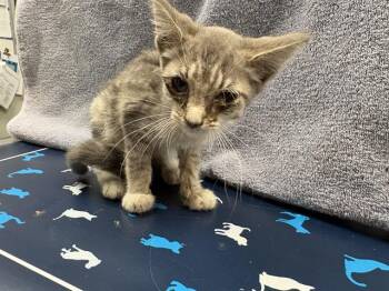 CINDERELLA -  Domestic Short Hair Cat for Adoption in Ontario, California - CINDERELLA | PetCurious