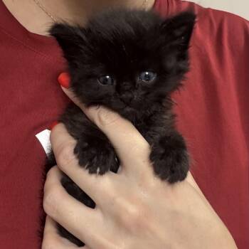 Bandit -  Domestic Short Hair Cat for Adoption in Tuscaloosa, Alabama - Bandit | PetCurious