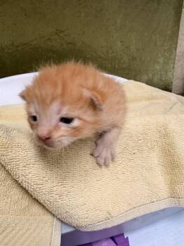 SPIKE -  Domestic Short Hair Cat for Adoption in Riverside, California - SPIKE | PetCurious