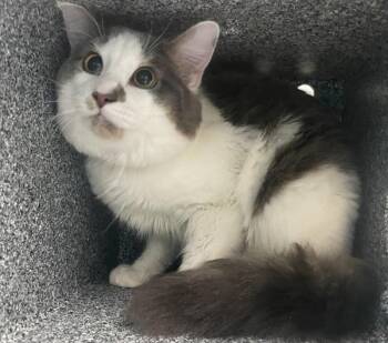 Puntu -  Domestic Short Hair Cat for Adoption - Puntu | PetCurious