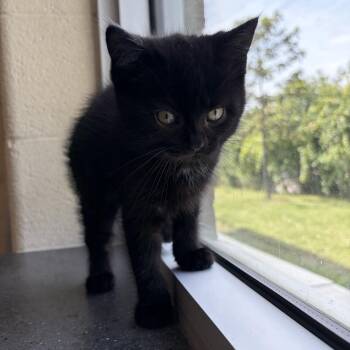 Twix -  Domestic Short Hair Cat for Adoption in Mississauga, Ontario - Twix | PetCurious