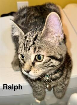 RALPH -  Domestic Short Hair Cat for Adoption in Indianapolis, Indiana - RALPH | PetCurious