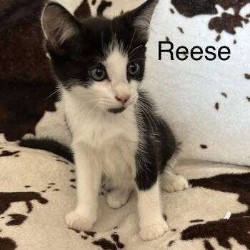 Reese -  Domestic Short Hair Cat for Adoption in Buffalo, Minnesota - Reese | PetCurious