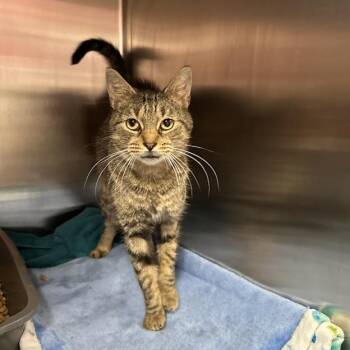 Milo -  American Shorthair Cat for Adoption in Oak Ridge, Tennessee - Milo | PetCurious