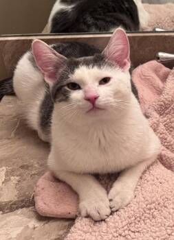 Domestic Short Hair Cats Available for Adoption - Whiskey | PetCurious