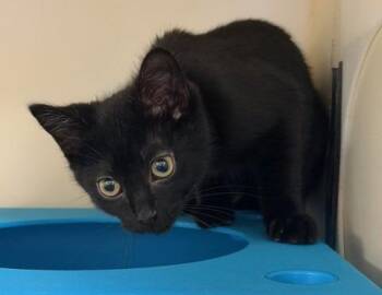 Domestic Short Hair Cats Available for Adoption in Windsor, Connecticut - Coal-35 - BONDED With Ember | PetCurious