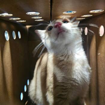Cessna -  Domestic Short Hair Cat for Adoption in Tampa, Florida - Cessna | PetCurious