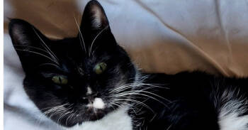 Rescue Domestic Short Hair Cats for Adoption in Los Lunas, New Mexico - Carolyn's Sheila Aka She-She | PetCurious