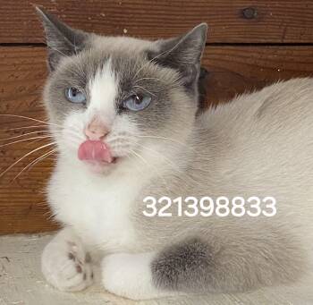 321398833 -  Siamese Cat for Adoption in Lee