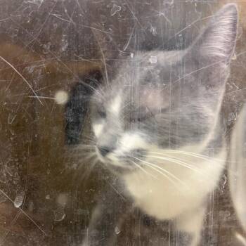 Tiffany -  Domestic Short Hair Cat for Adoption in Reno, Nevada - Tiffany | PetCurious