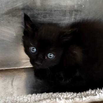 Domestic Medium Hair Cats Available for Adoption in Palestine, Texas - Harmony | PetCurious