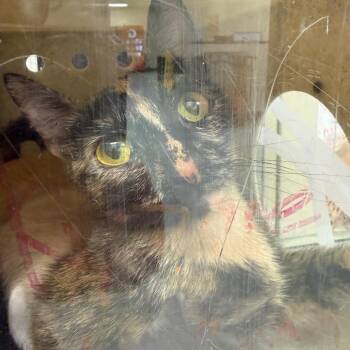 Ms Pepper -  Domestic Short Hair Cat for Adoption in Philadelphia, Pennsylvania - Ms Pepper | PetCurious