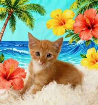 Sunny -  Domestic Short Hair and Tabby Cat for Adoption in Tehachapi, California - Sunny | PetCurious