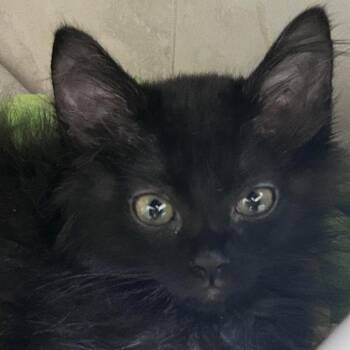 Pepper -  Domestic Short Hair Cat Available for Adoption - Pepper | PetCurious