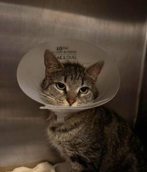 Cinderella -  Domestic Short Hair Cat for Adoption in Annapolis, Maryland - Cinderella | PetCurious