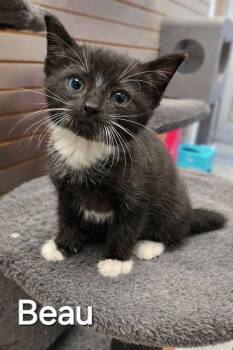 Domestic Short Hair Cats Available for Adoption in Sidney, Ohio - Beau | PetCurious