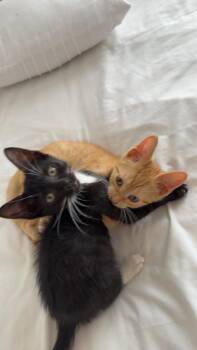 Tigger -  Domestic Short Hair Cat for Adoption in West Palm Beach, Florida - Tigger | PetCurious