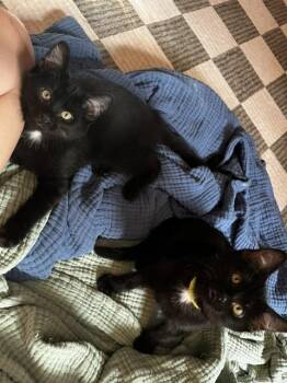 Keanu & Duke Kaboom -  Domestic Short Hair Cat for Adoption in Denver, Colorado - Keanu & Duke Kaboom | PetCurious