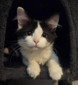 Rescue Domestic Medium Hair Cats for Adoption in Mokena, Illinois - Ingrid | PetCurious