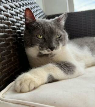 Raleigh Firefly -  Tuxedo Cat for Adoption in Myrtle Beach, South Carolina - Raleigh Firefly | PetCurious