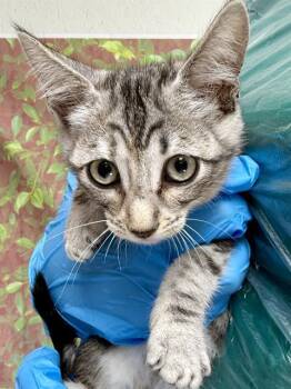 BLAIRE -  Domestic Short Hair Cat for Adoption in San Antonio, Texas - BLAIRE | PetCurious