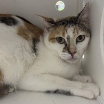 June -  Domestic Short Hair Cat for Adoption in Des Moines, Iowa - June | PetCurious