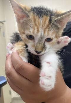 Candy Corn -  Domestic Short Hair Cat for Adoption in Fishers, Indiana - Candy Corn | PetCurious