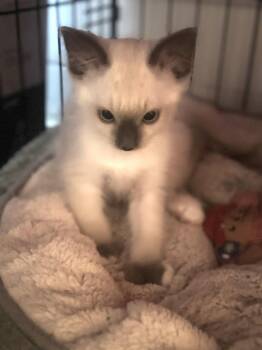 Runty -  Siamese Cat for Adoption in Los Angeles, California - Runty | PetCurious