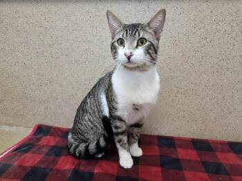 Domestic Short Hair Cats Available for Adoption - BOWIE | PetCurious