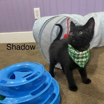 Shadow Argo -  Domestic Short Hair Cat for Adoption in Eagle Mountain, Utah - Shadow Argo | PetCurious