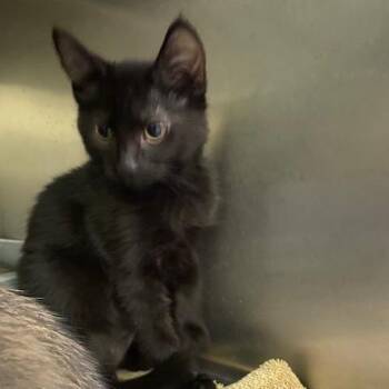 Hoppy -  Domestic Short Hair Cat for Adoption in Dayton, Ohio - Hoppy | PetCurious