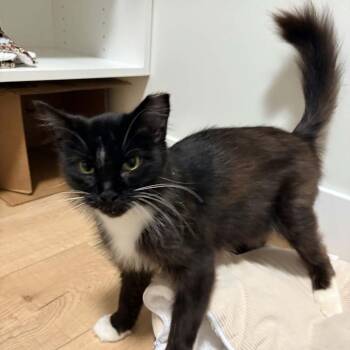 Winx -  Domestic Medium Hair Cat for Adoption in Abbotsford, British Columbia - Winx | PetCurious
