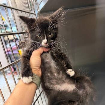 Ursa Minor -  Domestic Short Hair Cat for Adoption in Port Charlotte, Florida - Ursa Minor | PetCurious