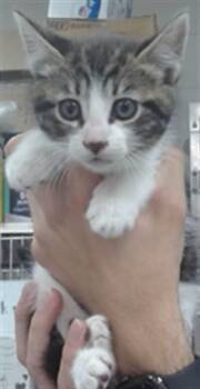 PEPPER -  Domestic Short Hair Cat for Adoption in Salinas, California - PEPPER | PetCurious
