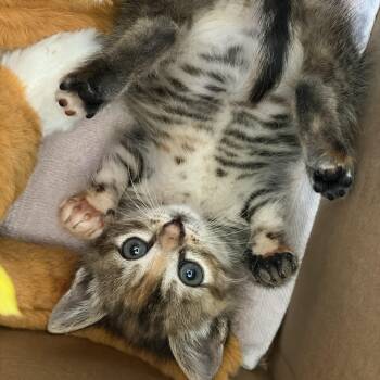 Domestic Short Hair Cats Available for Adoption in Bordentown, New Jersey - Orange Blossom | PetCurious