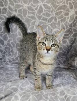 7144 (Nann) -  Domestic Short Hair Cat for Adoption in Lake City, Michigan - 7144 (Nann) | PetCurious
