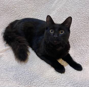 Asher -  Domestic Medium Hair and Bombay Cat for Adoption in Allentown, New Jersey - Asher | PetCurious