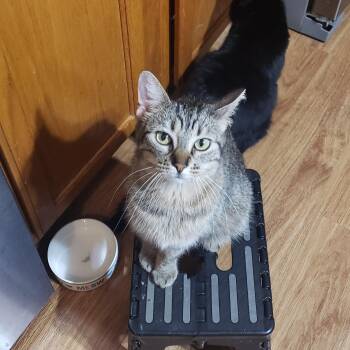 Rescue Domestic Short Hair Cats for Adoption in Stoughton, Wisconsin - Dublin | PetCurious