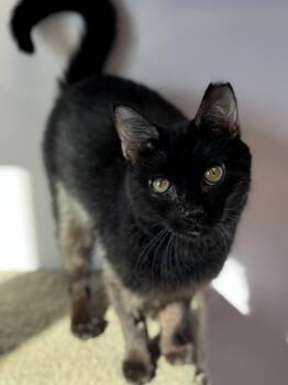 Rescue Domestic Short Hair Cats for Adoption in Pekin, Illinois - Snots | PetCurious