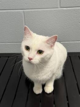 MIMI -  Domestic Short Hair Cat for Adoption in Kalamazoo, Michigan - MIMI | PetCurious