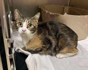 Rescue Domestic Short Hair Cats for Adoption in Maryville, Missouri - Nani | PetCurious