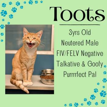 Domestic Short Hair Cats Available for Adoption in Junction City, Kansas - Toots | PetCurious