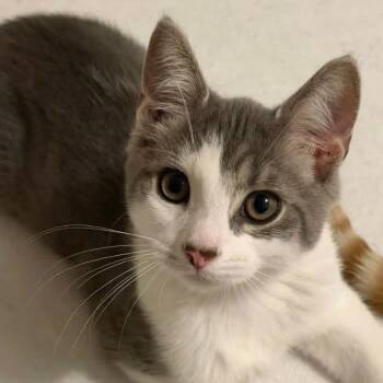 Kirby -  Domestic Short Hair Cat for Adoption in Falls Church, Virginia - Kirby | PetCurious