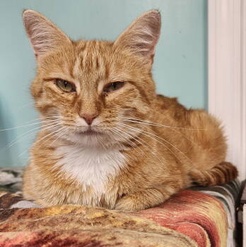 Rescue Domestic Medium Hair Cats for Adoption in Crossville, Tennessee - Kendall | PetCurious