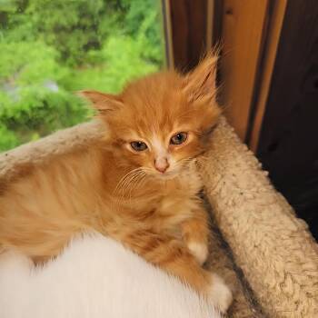 Knight Who Says Ni -  Domestic Medium Hair Cat for Adoption in Fredericksburg, Virginia - Knight Who Says Ni | PetCurious