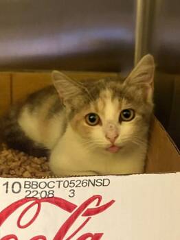 Choo-Choo Shoe -  Domestic Short Hair Cat for Adoption in Jackson, Tennessee - Choo-Choo Shoe | PetCurious