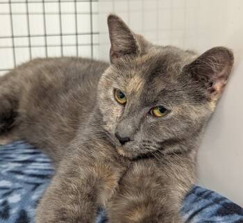 Rescue Domestic Short Hair Cats for Adoption in St. Augustine, Florida - LuLu | PetCurious