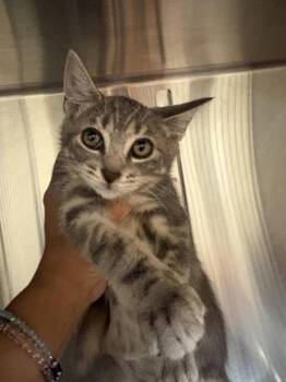 Reginald -  Domestic Short Hair Cat for Adoption in Kennewick, Washington - Reginald | PetCurious